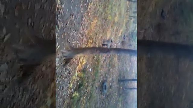 Секретная тарзанка смотреть онлайн