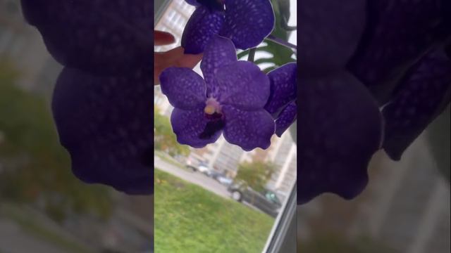 V. Pachara Delight ; phal. Purple Martin смотреть онлайн