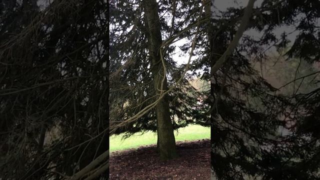 #Кассель Горный парк Вильгельмсхёэ (19) #Германия #shorts смотреть онлайн