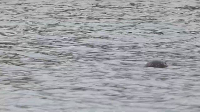 Тюлень морской заяц или лахтак смотреть онлайн