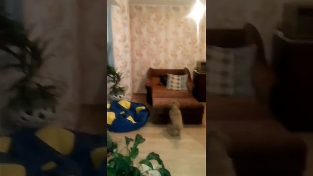 #harizma_ptichka_go
Бурохвостый жако смотреть онлайн