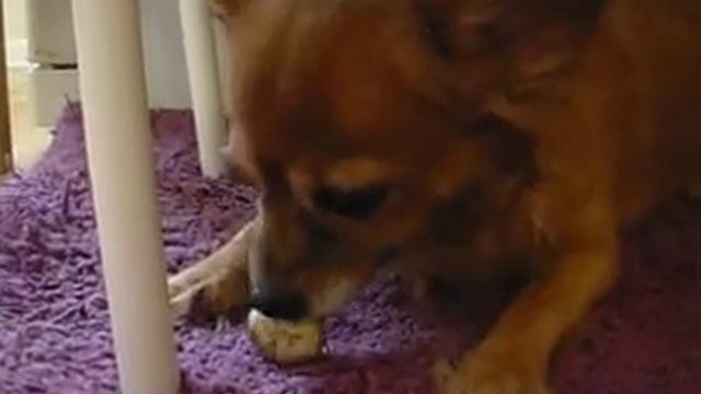 Как русский той - терьер ест перепелиное яйцо))) смотреть онлайн