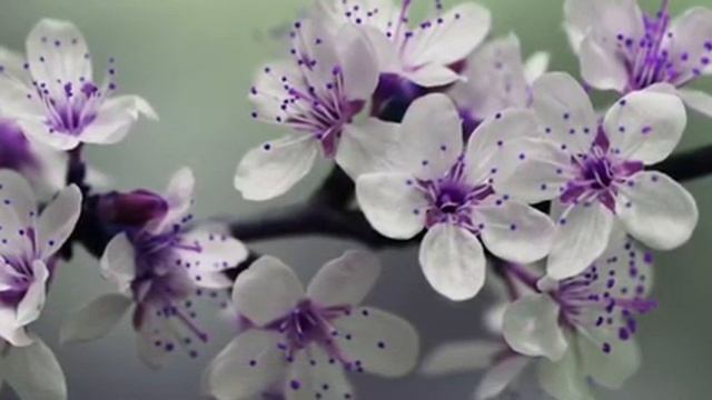 красивая расслабляющая спокойная музыка для души отдыха медитации сна и релаксации смотреть онлайн