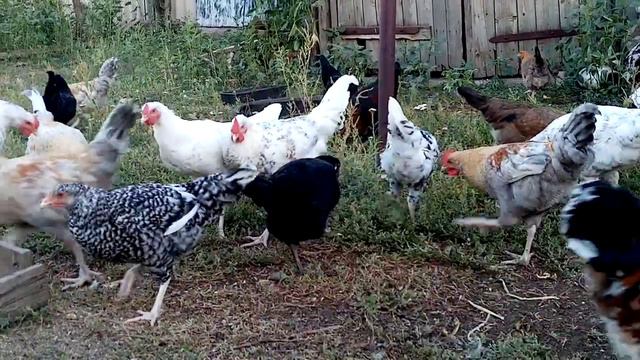 Вечерний десерт для цыплят!!! смотреть онлайн