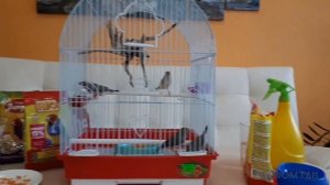 АМАДИНЫ / СОДЕРЖАНИЕ, УХОД.