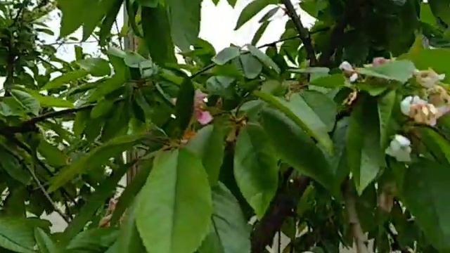 Черешня Подмосковья 05.052021, ягоды черешни уже завязались в теплице. Сад Копейки смотреть онлайн