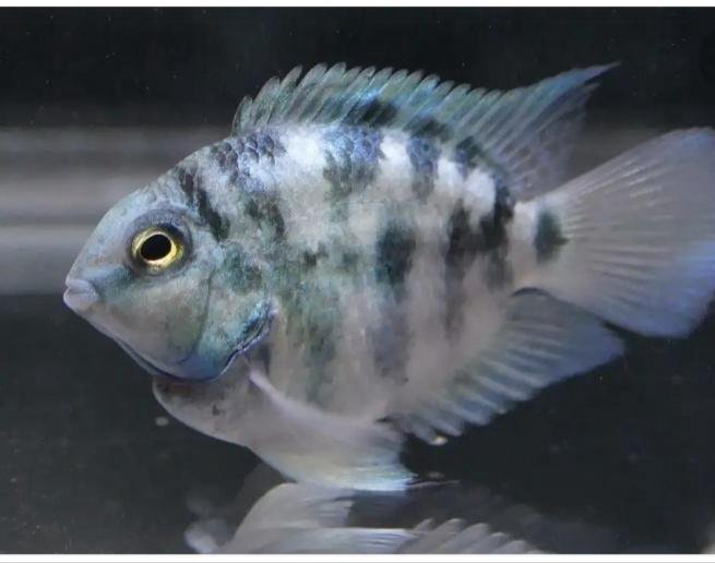 Наши питомцы. Сапфировый Попугай (Панда) смотреть онлайн