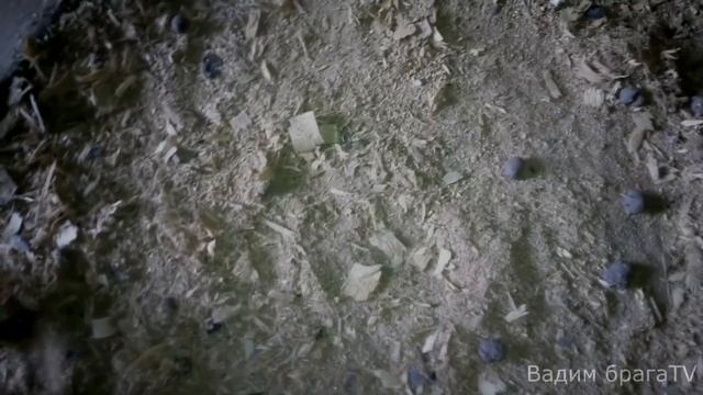 БАНЯ утепление потолка своими руками!banning warming of a ceiling the hands смотреть онлайн