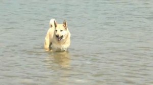 Вспоминая собаку Шарика - Лазаревское Сочи