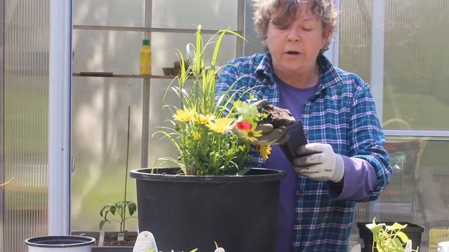 Spectacular Sun Planter смотреть онлайн