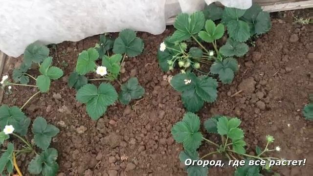 Клубника в теплице. Первые ягоды.mp4 смотреть онлайн