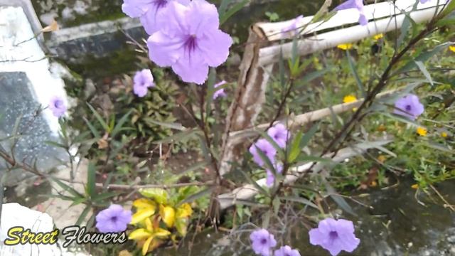 Ruellia Tuberosa, Beautiful Flowers On The Side Of The Road