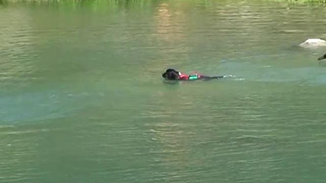 Cani Terranova esercitazione смотреть онлайн