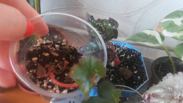 Немного цветочных новостей 💮🌱🌺🍀🏵️ смотреть онлайн