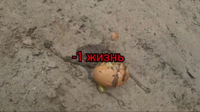 СПАСИ ЯЙЦА ЧТОБЫ ВЫЖИТЬ ЧЕЛЛЕНДЖ смотреть онлайн
