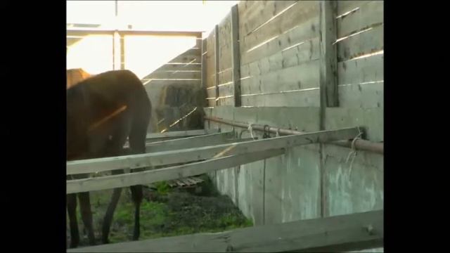 SUNFLOWER film presentation смотреть онлайн