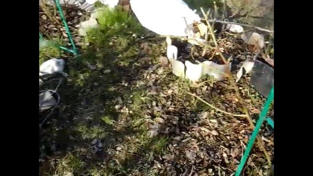 Открытие, обрезка роз рамблеров смотреть онлайн