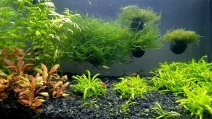 Наполнители и фильтрующие материалы для внешнего и внутреннего фильтра.