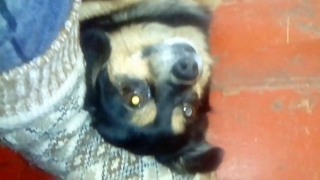 ПЕРВЫЙ ВЛОГ Ейский район. Жизнь в станице. Купила хосты.Лук севок. смотреть онлайн