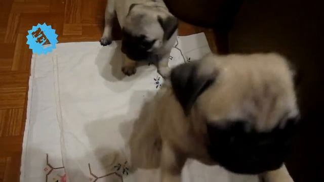 Крутой туалет......позитивчик! смотреть онлайн