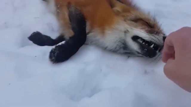 Ли Сяо / Alice the Fox Лиса Алиса (Крысы наше все!!) смотреть онлайн