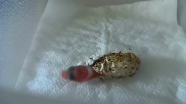 Вылупление эублефара. Моя домашняя ящерица. Leopard gecko hatchling смотреть онлайн