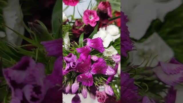 #гвоздика в рубрике #азбука_цветов с Павлом Горбенко #полезныесоветы #лайфхакифлориста