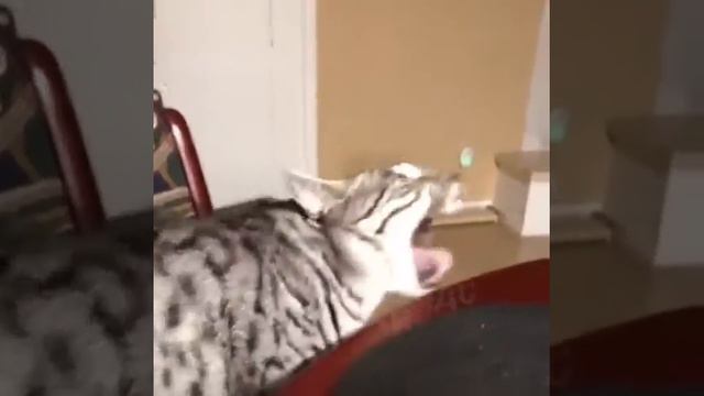 Кажись, у кота аллергия смотреть онлайн