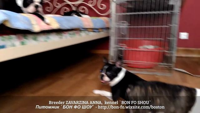 Женталь - вечный двигатель ... смотреть онлайн