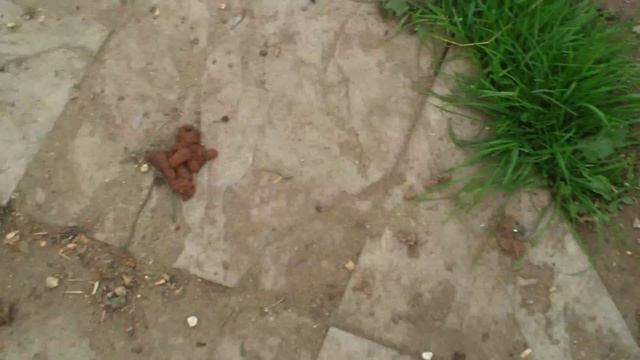 Labrador cross munsterlander смотреть онлайн