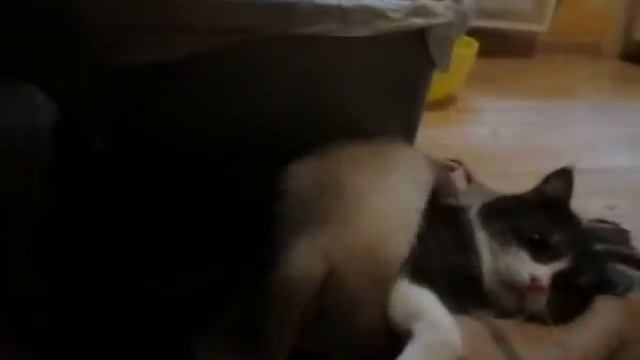 Съел кота смотреть онлайн