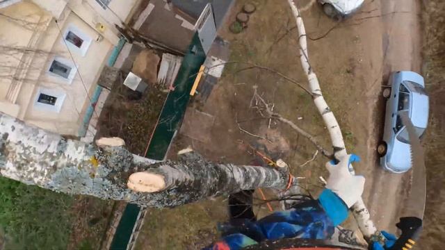 Удаление арбористом небольшой но гнилой березы по частям. Иваново. смотреть онлайн