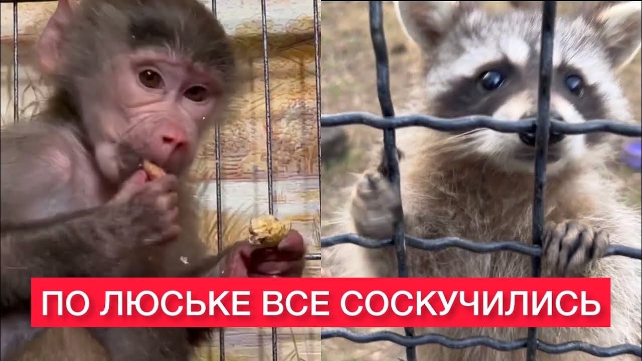 Без Гамадрила ЛЮСЬКИ скучают и енот и носухи, а у Львов перекличка смотреть онлайн