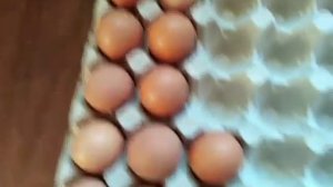 Собираю куриные яйца для инкубации /вес инкубационных ???