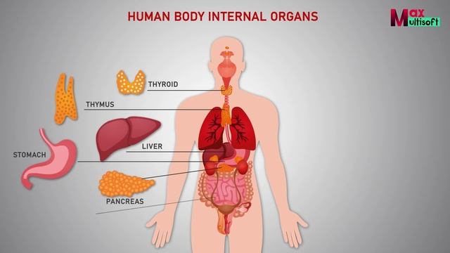 Human Body Internal Organs | Human Anatomy Animation 2022
