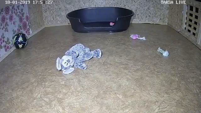 Я Такса смотреть онлайн