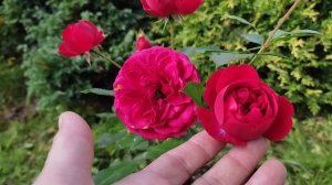 ?Роза "Out of Rosenhein"      ( Кордес 2010)