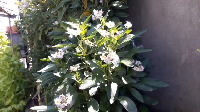Pepino Melon Fruits in Nepali Garden смотреть онлайн