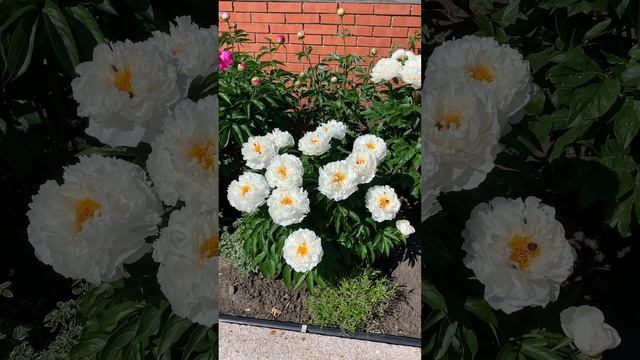 Пион Petite Porcelain смотреть онлайн