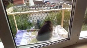 Балкон для кошки  своими руками