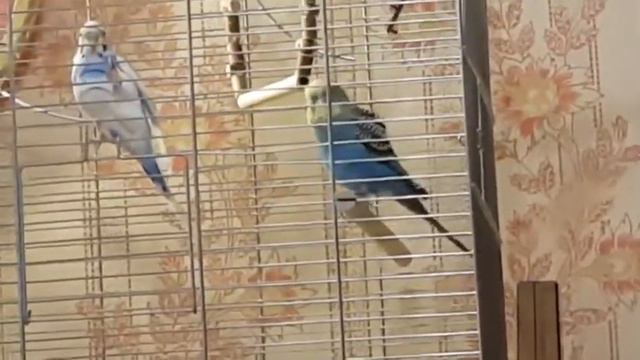 Любительское смотреть онлайн