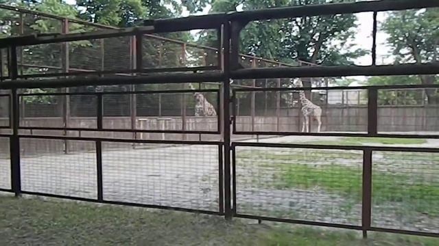 жирафы в киевском зоопарке смотреть онлайн