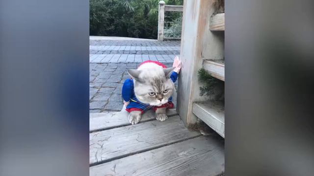 Кот супермен смотреть онлайн