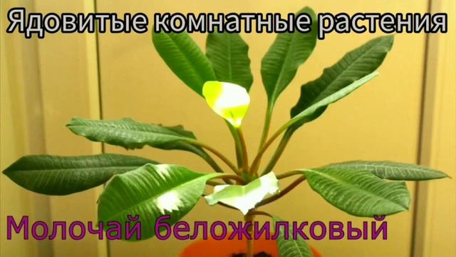 ЯДОВИТЫЕ комнатные растения ОПАСНО для БЕРЕМЕННЫХ, ДЕТЕЙ, ДОМАШНИХ ПИТОМЦЕВ смотреть онлайн