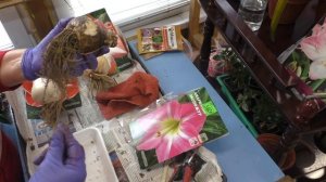 Мои новые гиппеаструмы. Обязательная обработка после покупки и посадка в горшки