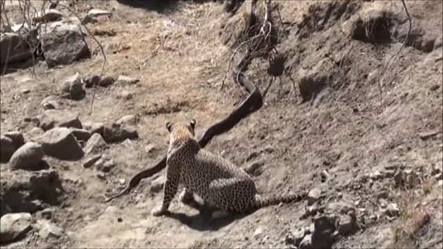 Leopard Attacks Python in Kruger смотреть онлайн