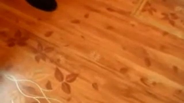 Цветок и тапки.mpg смотреть онлайн