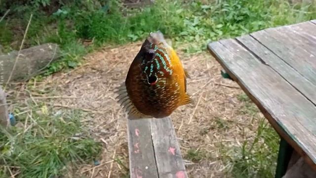 Славянск. 18 мая 2022г. Лунный окунь на зимнюю удочку! смотреть онлайн