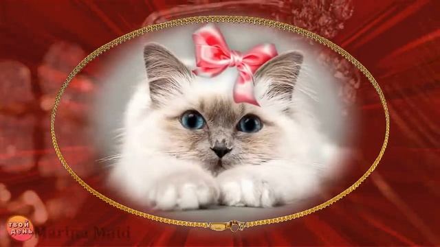 С 8 МАРТА ДЕВЧОНКИ! Прикольное гламурное поздравление смотреть онлайн