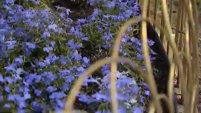 Штакеншнейдер А. И. (Петергоф Царицин и Ольгин павилионы) смотреть онлайн